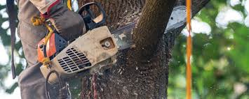 Best Tree Health Inspection  in Edgewood, TX