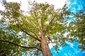 Best Root Management and Removal  in Edgewood, TX