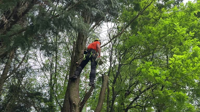 Best Tree and Shrub Care  in Edgewood, TX