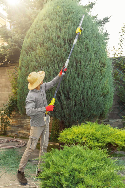Trusted Edgewood, TX Tree Removal Experts