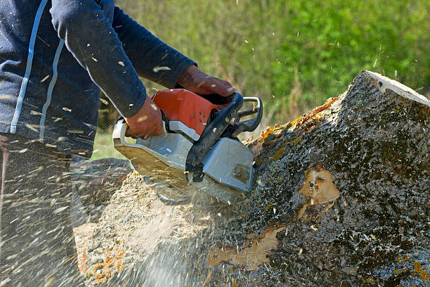 Best Arborist Consultation Services  in Edgewood, TX